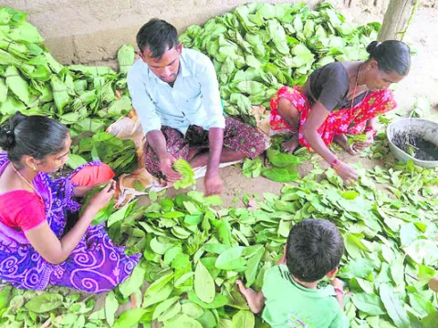 తునికాకు సేకరణకు అడుగులు 