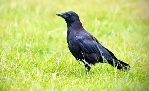 Mysterious Anting Behaviour of Crows