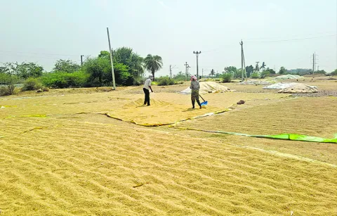 Farmers plight due to lack of accommodation at grain purchasing centers