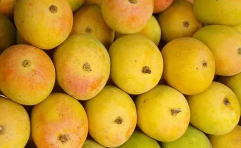 Reliance green success worlds largest mango farm check deets inside14