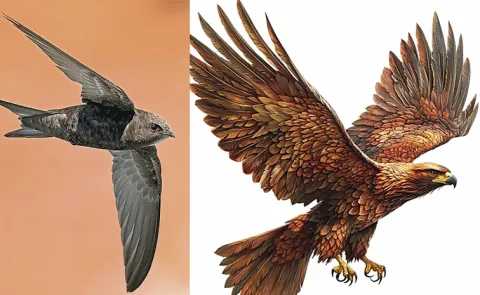 Check the fastest birds in the world12