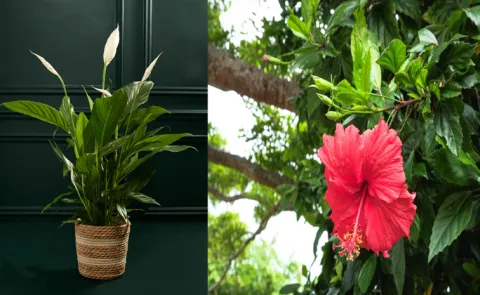 Best Indoor Plants for Oxygen and cool in summer14
