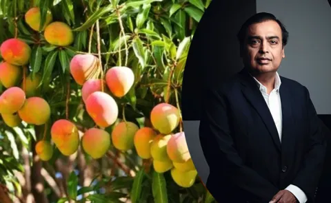 Mukesh Ambani World Largest Mango Farm Details5