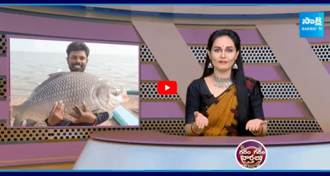 34 KG Bahubali Fish Found In Nizamabad1