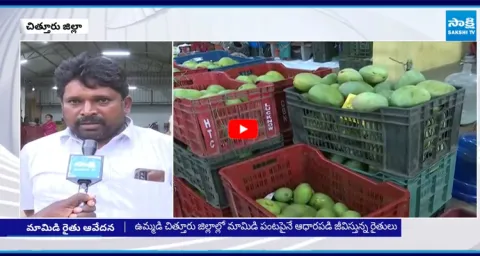 Mango Farmers Facing Problems At Chittoor