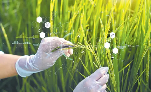 Sakshi Guest Column On Crop yield5