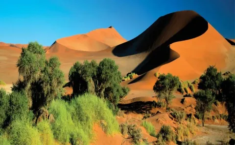 key facts about Africas Namib Desert Welwitschia Plains