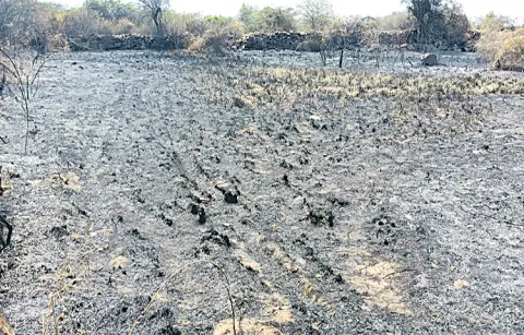 100 tons of teak wood caught fire in Tirupati district