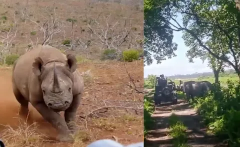 Assam National Park Rhino Charges At Tourists Jeep Video Viral14