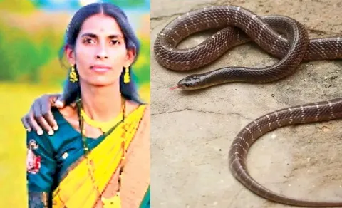 Woman dies of snakebite in Mancherial