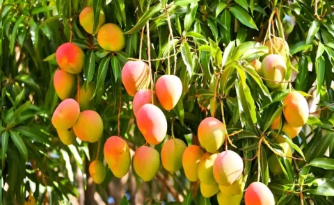 Native Mango Varieties That Are Slowly Disappearing12