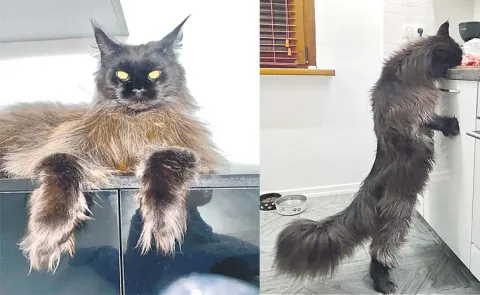 It Identifies As A House Cat Its Look Like A Tiger Goes Viral On Socialmedia14