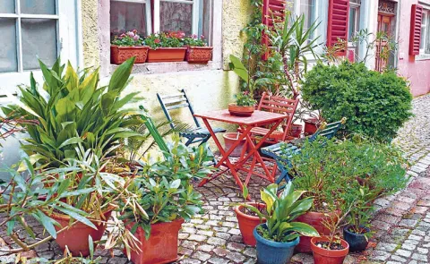 Home gardening in Hyderabad
