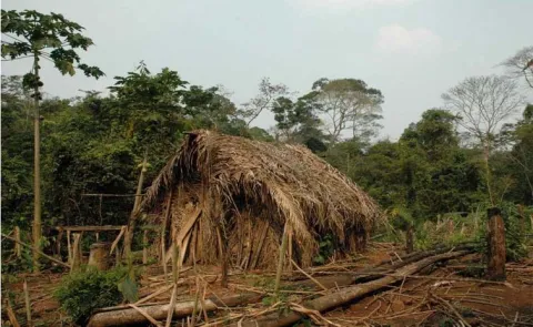 Tribes Lone Survivor Glimpsed in Amazon Jungle15