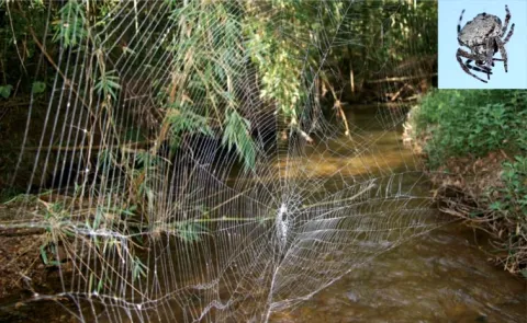 Darwins Bark Spiders Spin The Worlds Biggest Orb Webs 14