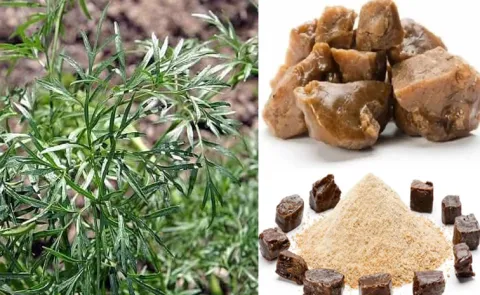 Sagubadi: Hing or Asafoetida successfully cultivated in India