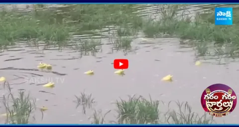 Frogs Changing Color Like Chameleons10
