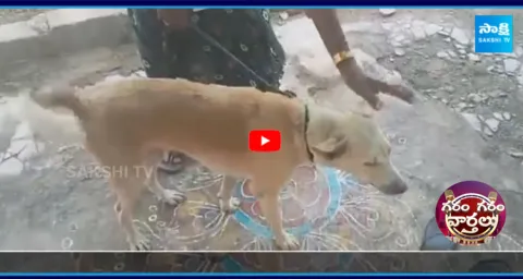 Pet Dog Unexpected Act Shocks Owner6