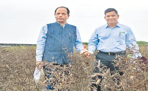 sagubadi: World First Extreme Heat-Tolerant Pigeonpea Developed via Speed Breeding
