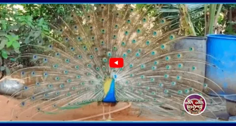 A Peacock That Has Been Living In A Temple From Six Years1