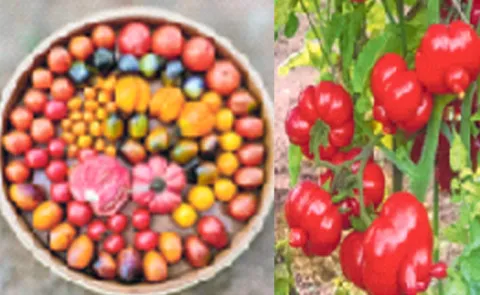 Sagubadi  indigenous tomatoes Seeding festival in Mysore