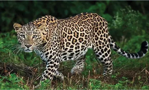 Cheetah Hulchul In Kurnool