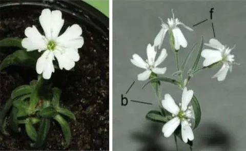 Ancient plants back to life after 30000 frozen years