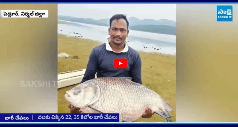 Fisherman Caught 35 Kg Big Fish In Kadem Nirmal District