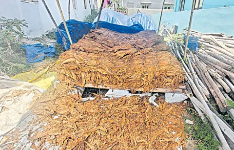 55 thousand tons of Tobacco crop unsold at farmers1