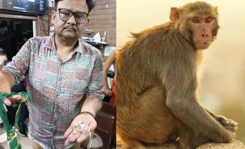 Monkey Steals Jewellery Bag Worth Rs 20 Lakh In Uttar Pradesh12