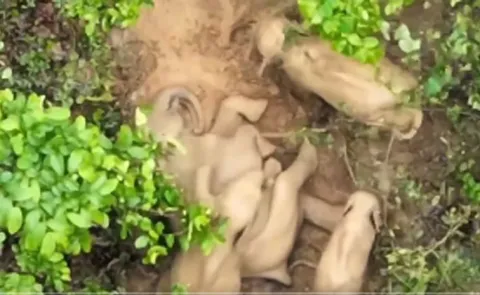 Chhattisgarh: Forest Department drone captured a herd of elephants playing with mud12