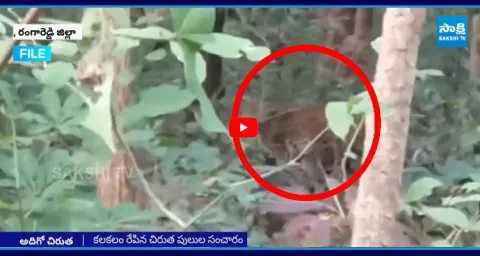 Leopard Roaming In Rangareddy District6