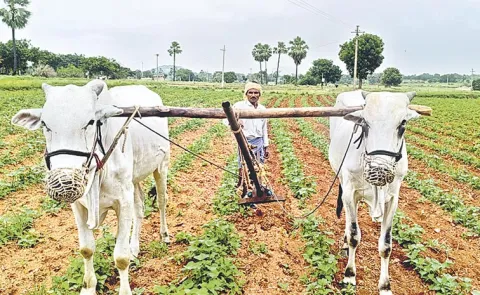Telangana Farmers Worried Over Rain Deficit in State