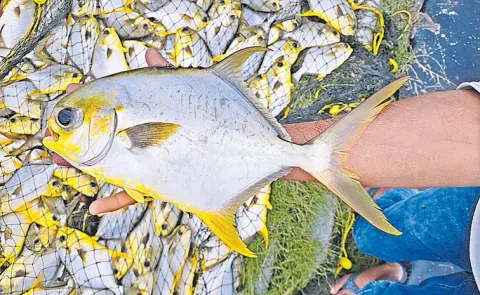 Sagu Badi: Sakshi Special Story about Pompano fish12