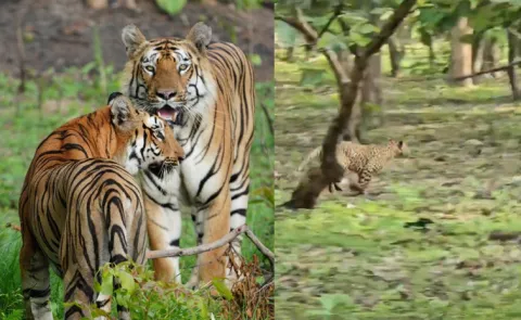 IPS officer VC Sajjanar incredible experience in the wild heart of Tipeshwar 6