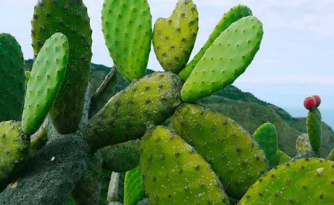 Cactus Plastic: Scientist In Mexico Creates Biodegradable Plastic