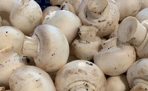 Mushrooms demand In rainy season, amazing health benefits: check here14