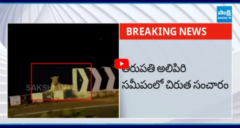 Leopard Spotted Near Alipiri At Tirumala