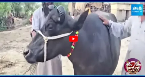 Gujarat Banni Buffalo Price 14 Lakhs1