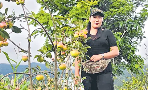 Women Begins Apple Revolution In Manipur
