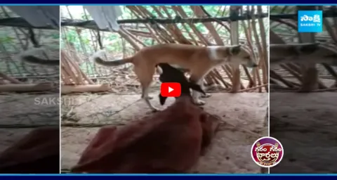 Dog Feeding Milk To Calf In Chittoor