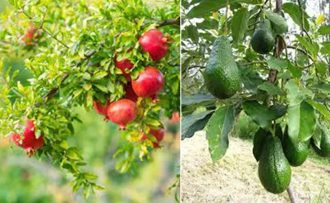 Sagubadi: Trellis avocados, pomegranates can also be grown this way!