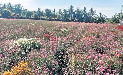 Earning more and good income with Flower cultivation