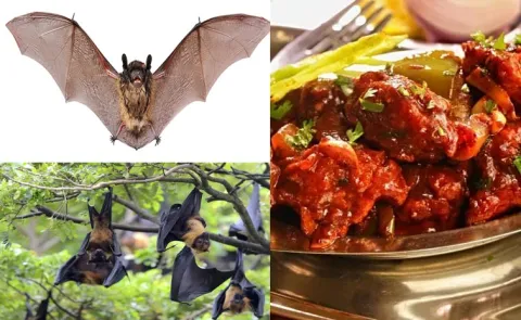 Chilli Chicken With Bats Fact Check TN Mafia Arrested Details