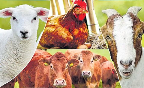Sagubadi: ICAR introduce to Organic methods of animal husbandry