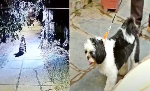 Vijayawada Lovers Theft Incident