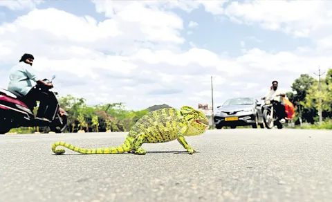 Chameleon In Tirupati Road