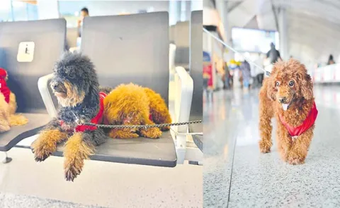 Dog therapy at Hyderabad airport To Help Passengers Destress