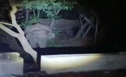 Elephants Group Hulchul At Tirumala Ghat Road