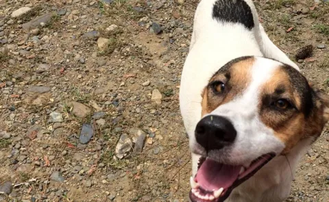 Dog Bark Saves 67 Lives Himachal Village Fact Check Full Details